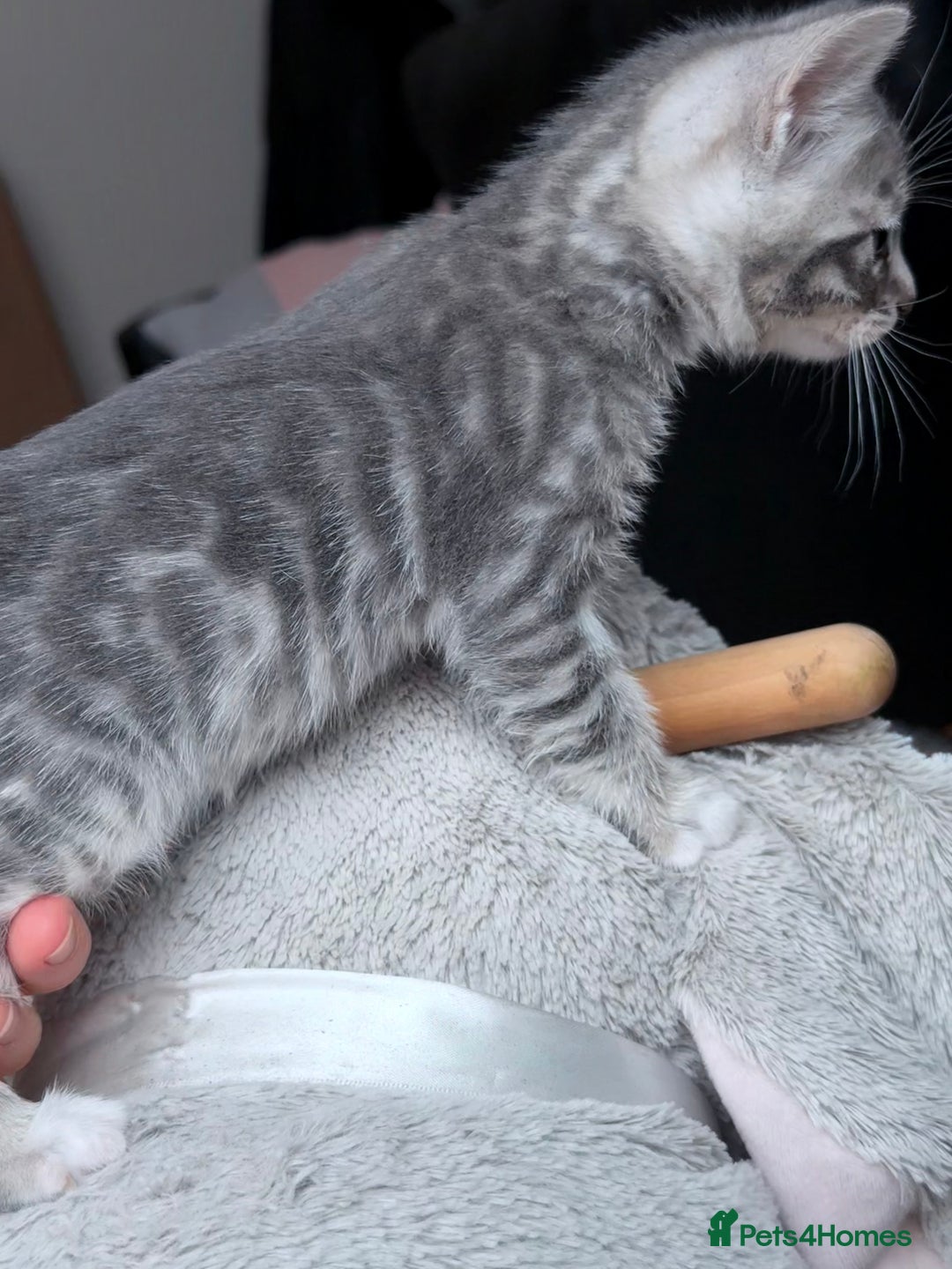 Bengal cats for sale: bengal kittens - Image 10