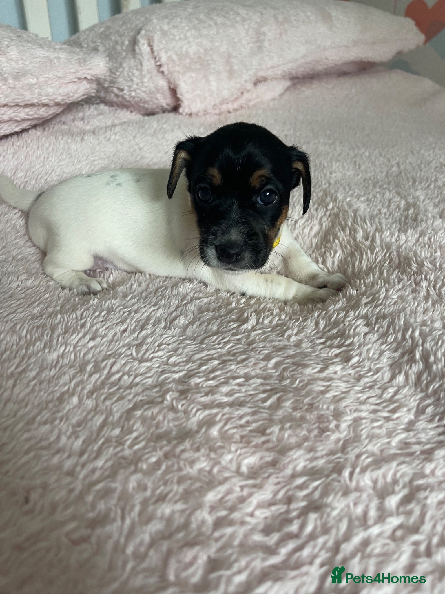 Jack Russell dogs Female Short legged traditional JRT - Advert 2