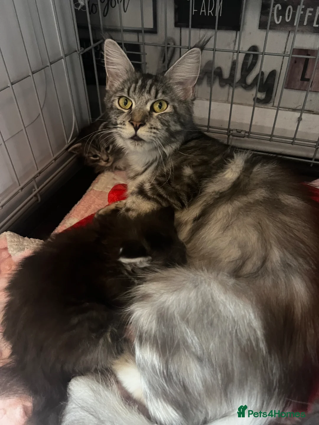 Maine Coon cats for sale: Georgeous Maine coon kittens active register - Advert 2