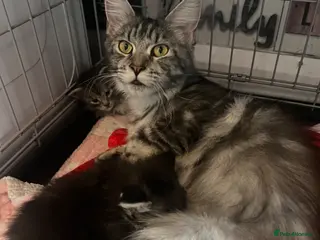 Maine Coon cats Georgeous Maine coon kittens active register - Advert 16