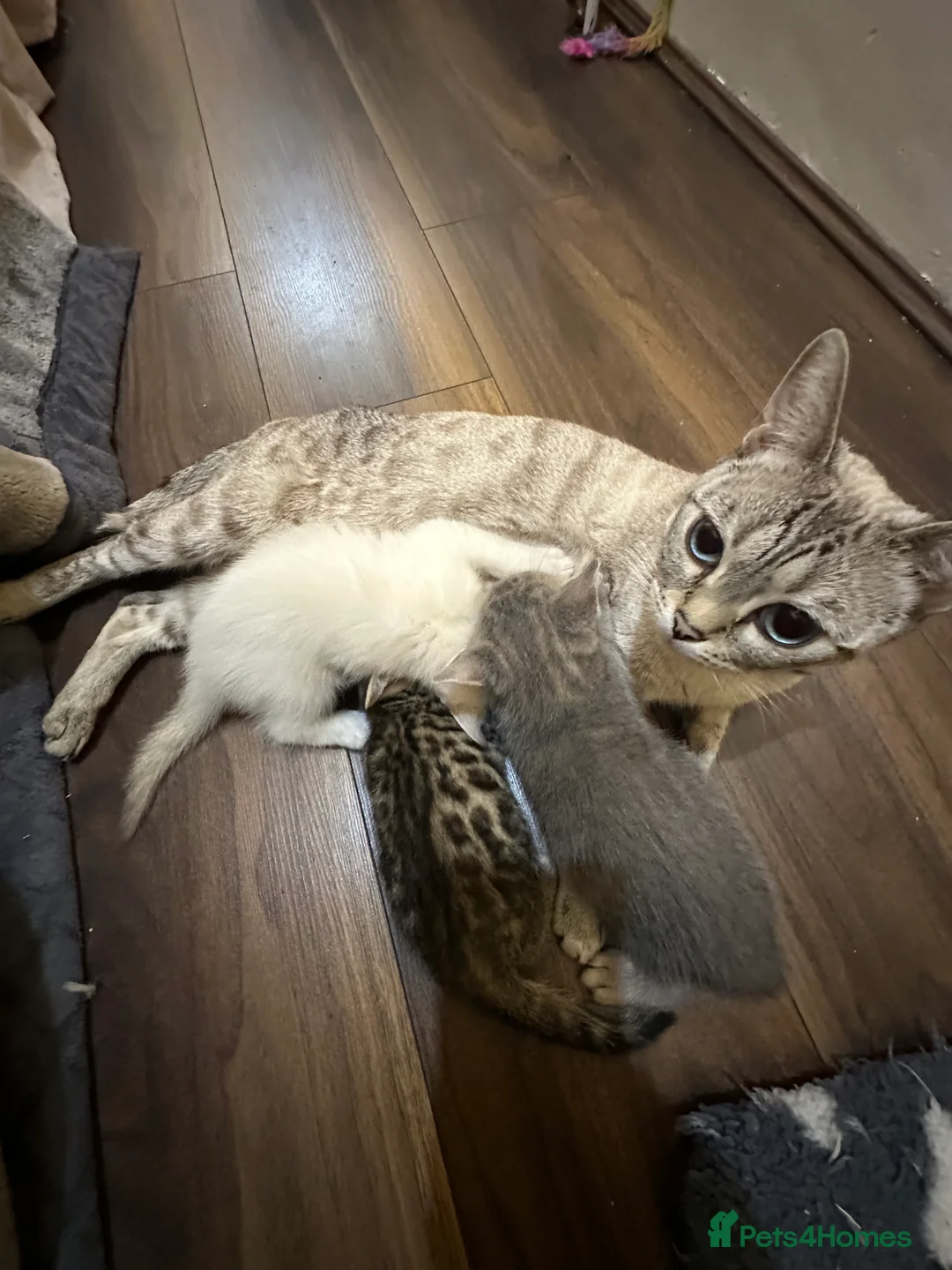 Bengal cats for sale: 2 Smokey Blue Male Bengals 1 Female Tanny - Advert 1