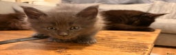 Maine Coon cats for sale: Halloween babies 🎃🐈‍⬛ 2 girls left - Advert 39