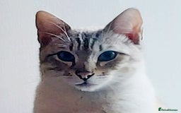 Bengal cats for sale: Cuddly charity donation pay monthly - Image 17