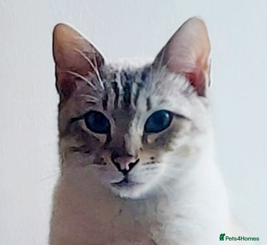 Bengal cats for sale: Cuddly charity donation pay monthly - Image 17