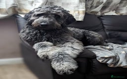 Goldendoodle dogs for stud: Frankie doodle for stud only.   - Image 4