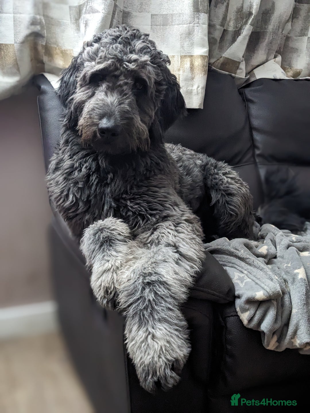 Goldendoodle dogs for stud: Frankie doodle for stud only.   - Image 4