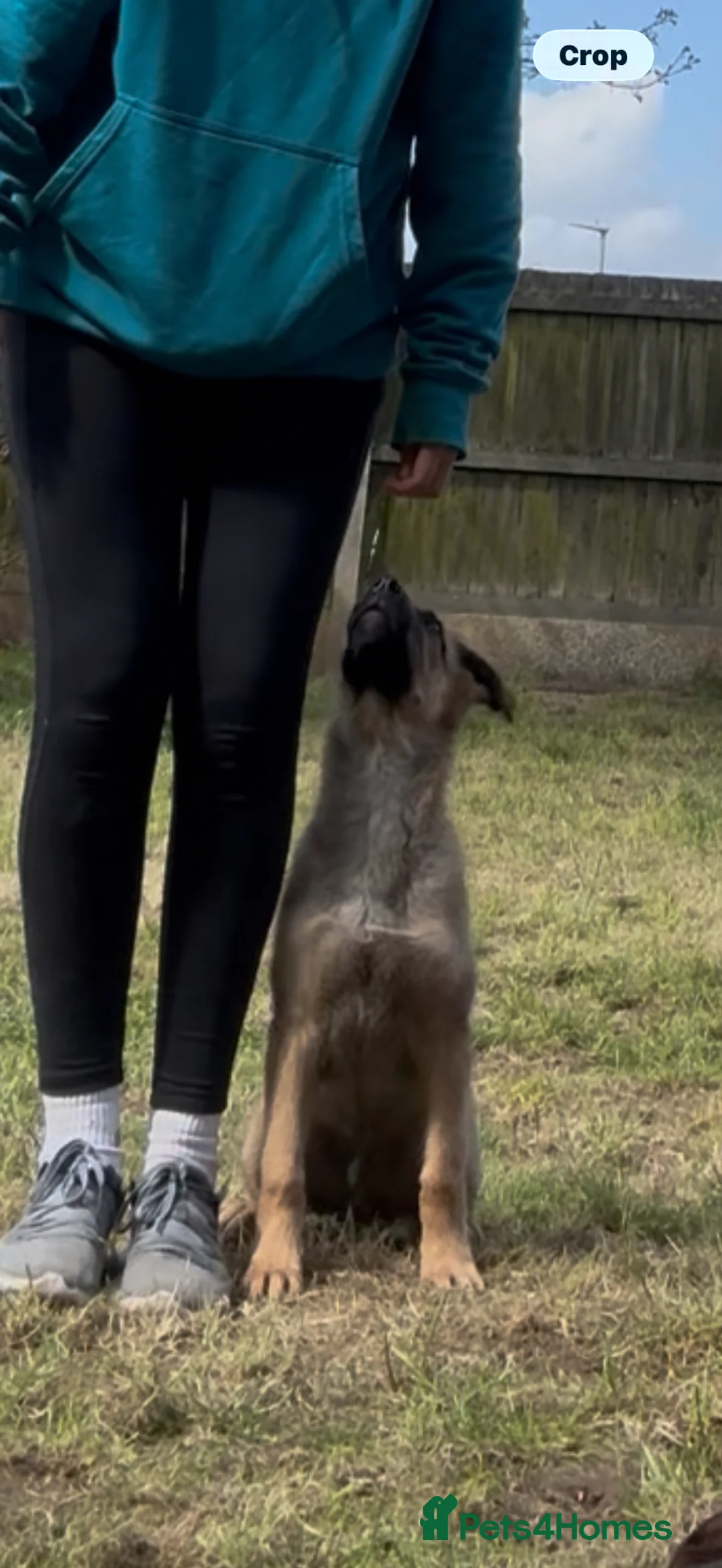 Mixed Breed dogs for sale: 5 month Belgium Mali x Rottweiler - Advert 6