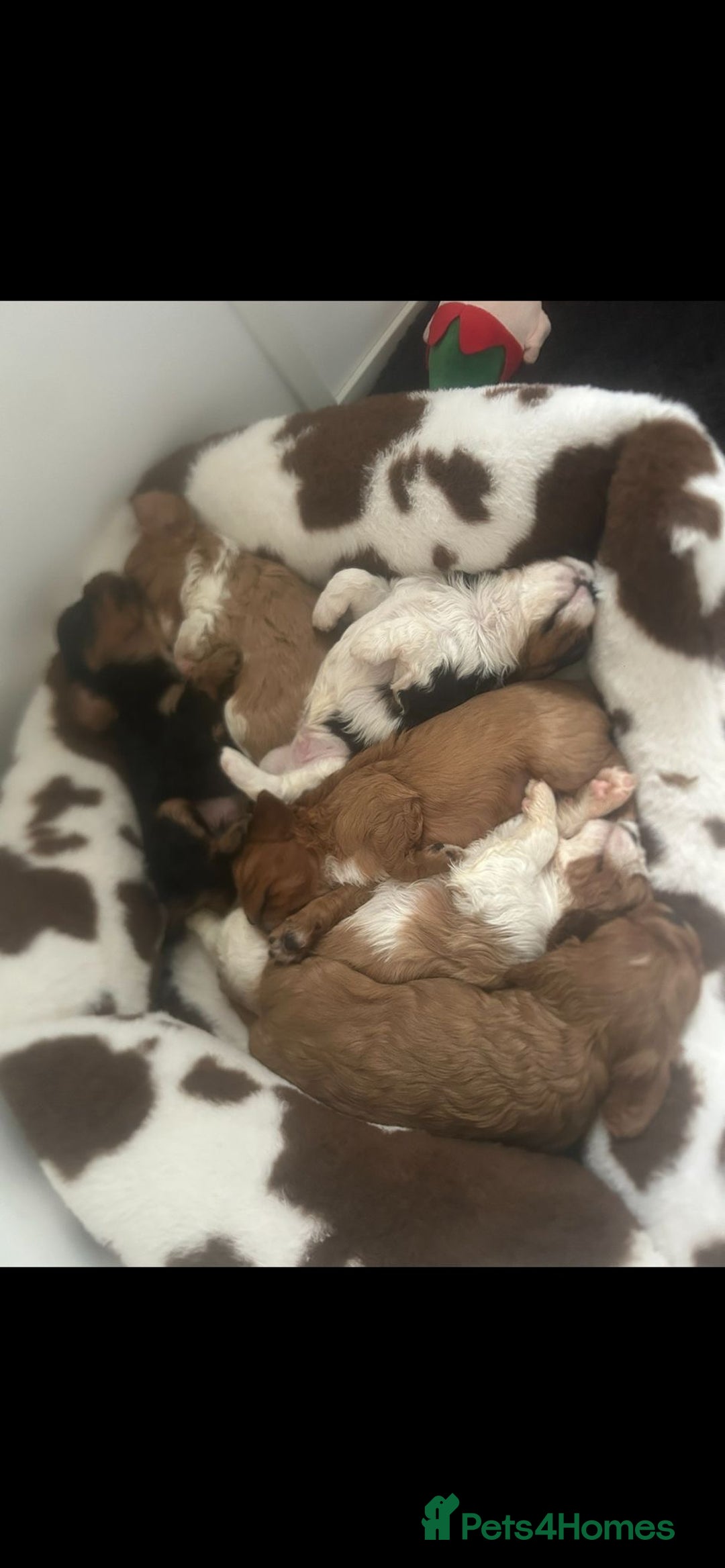 Cavalier King Charles Spaniel dogs for sale: 💫CKC STUNNING PUPPIES HEALTH TESTED 💫 - Advert 20