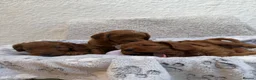Cockapoo dogs for sale: 🐶✨F1 RED COCKERPOOS puppies 🐶✨ - Advert 11