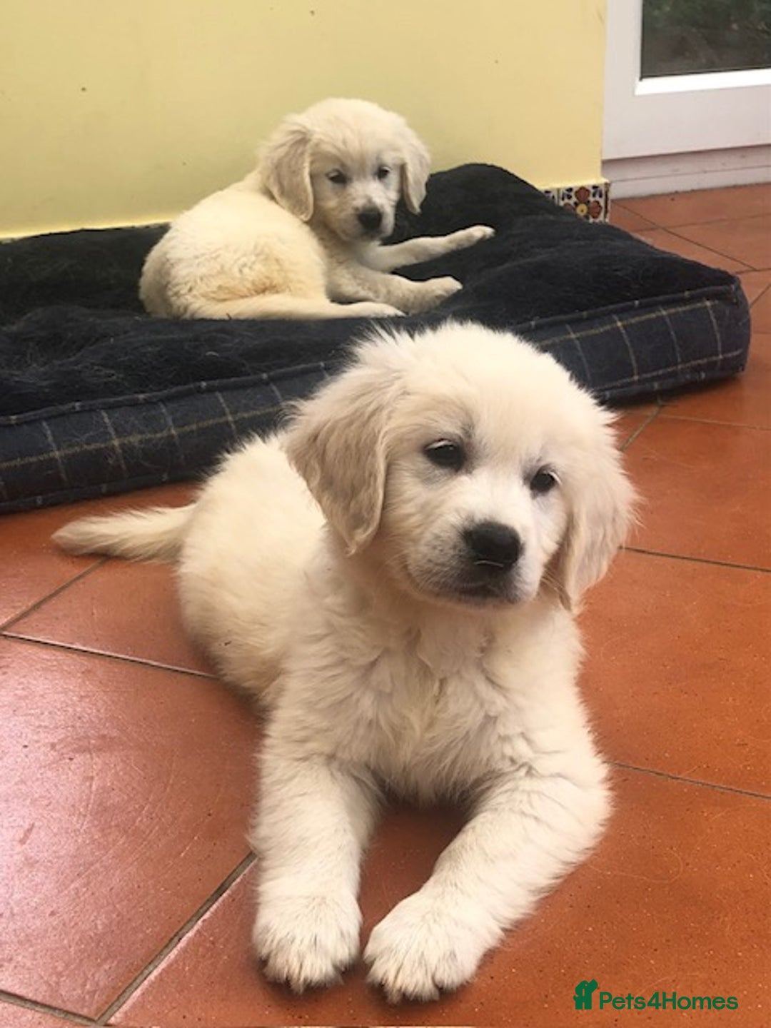 Golden Retriever dogs for sale: Home bred Chunky cream Goldie pups - Image 11