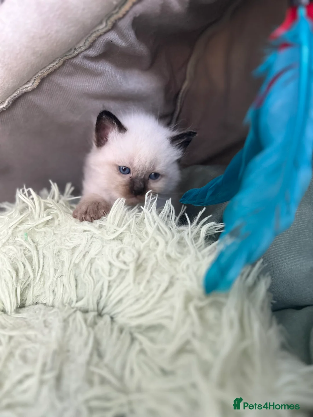 Ragdoll cats for sale: Beautiful Kittens Ragdoll - Advert 18