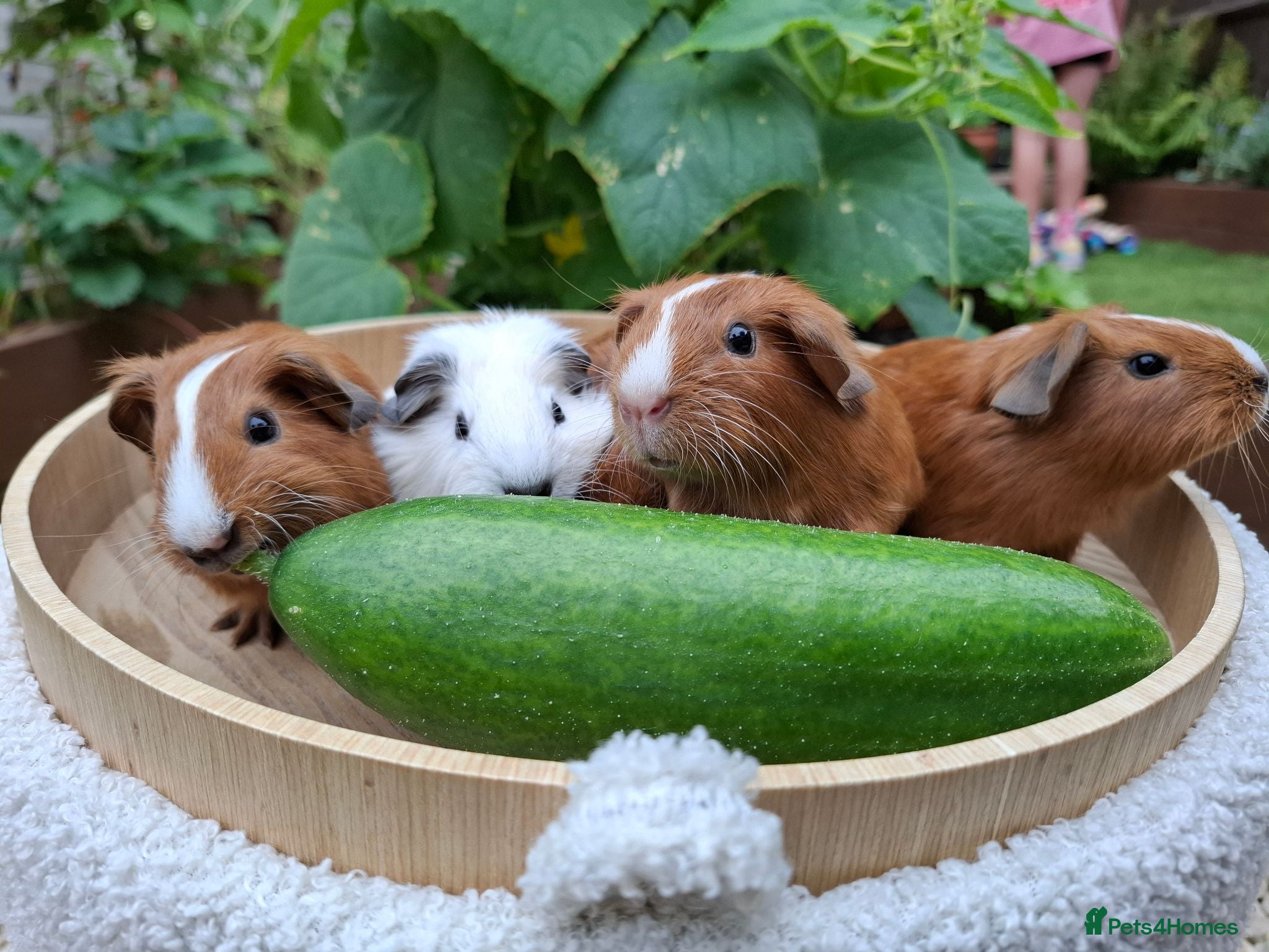 Guinea Pig rodents Guineapigs  - Advert 2