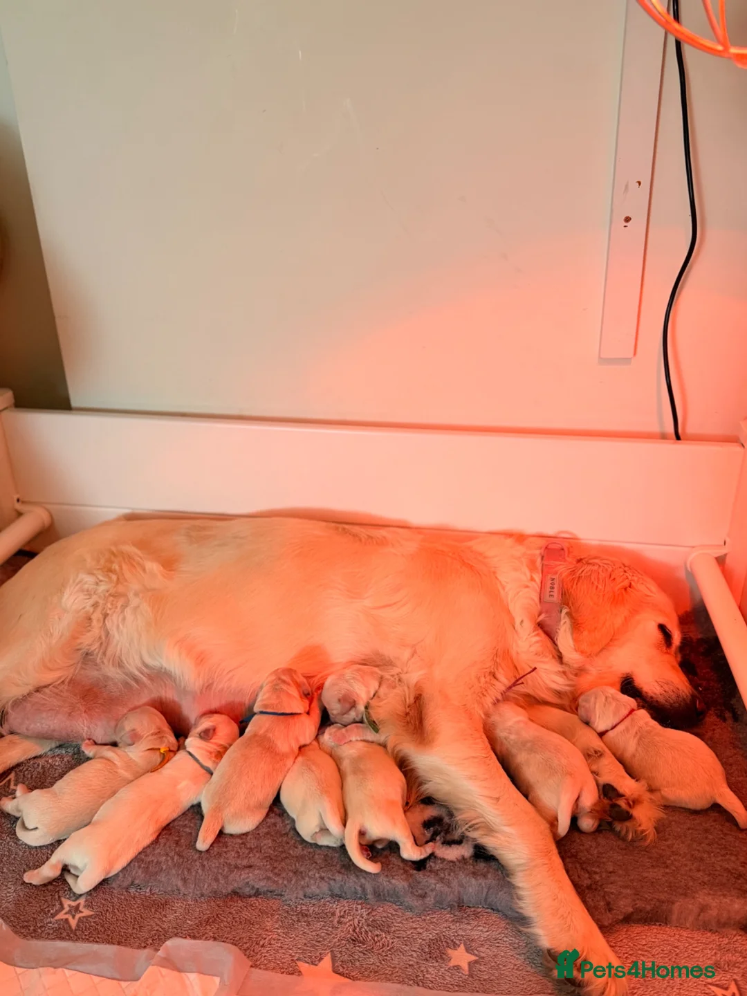 Golden Retriever dogs for sale: GOLDEN RETRIEVER PUPPIES - Advert 13
