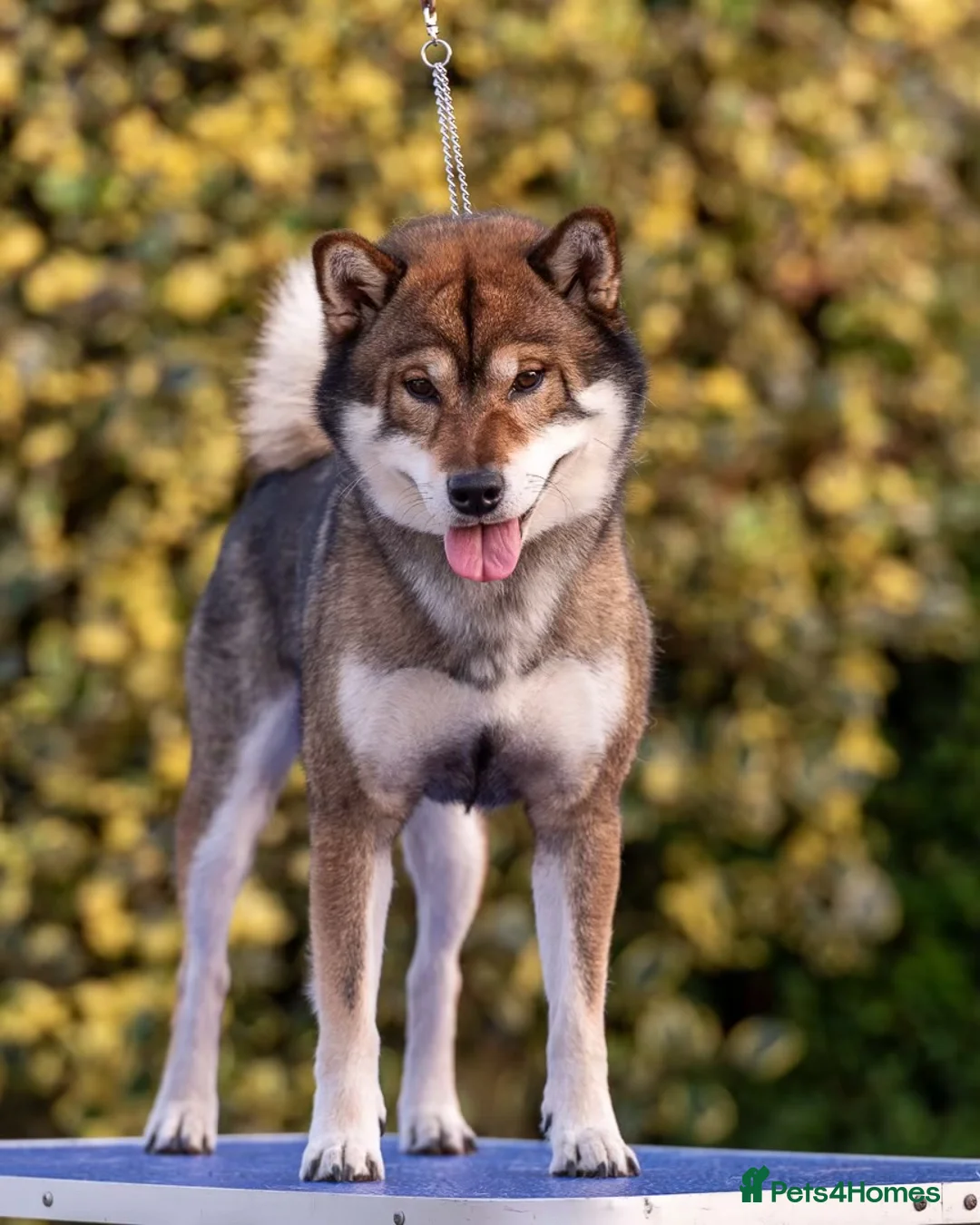 Japanese Shiba Inu dogs for sale: Rare Red Sesame Shiba Inu – Elite Bloodlines - Advert 1