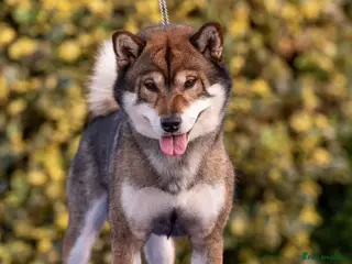 Japanese Shiba Inu dogs Rare Red Sesame Shiba Inu – Elite Bloodlines - Advert 1