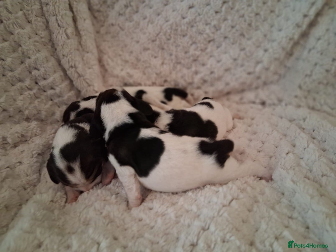 Beagle dogs for sale: KC Registered beagle puppies - Image 5