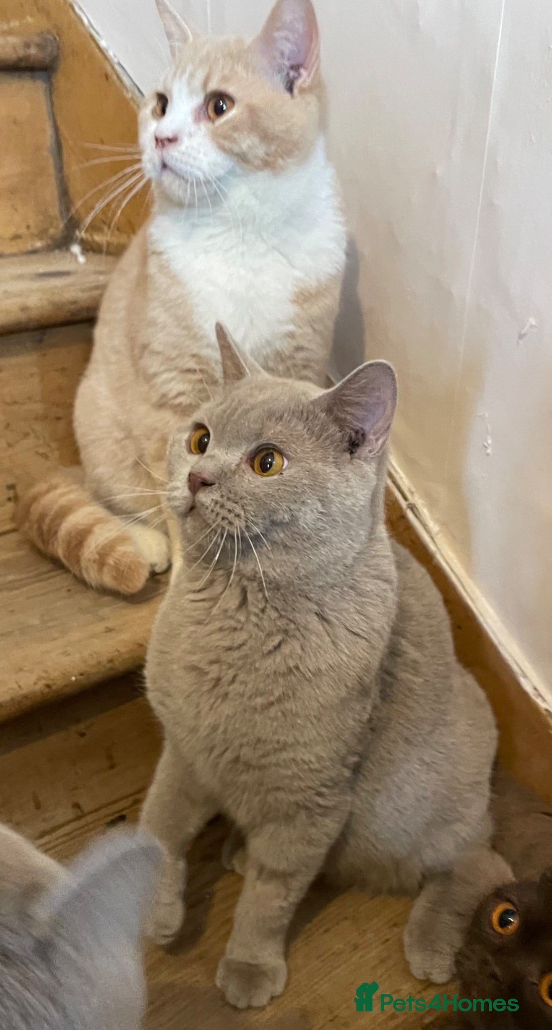 British Shorthair cats Young adult boys  - Advert 1