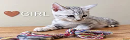 Bengal cats for sale: TICA Registered Bengal Kittens|Health Tested ❤️ - Advert 11