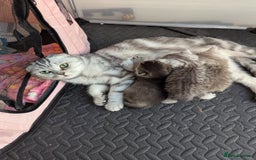 Scottish Fold cats for sale: 🐾 Beautiful Scottish Fold Kittens 🐾 - Image 12