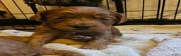 Cockapoo dogs for sale: Cockerpoo  in Leeds - Advert 6