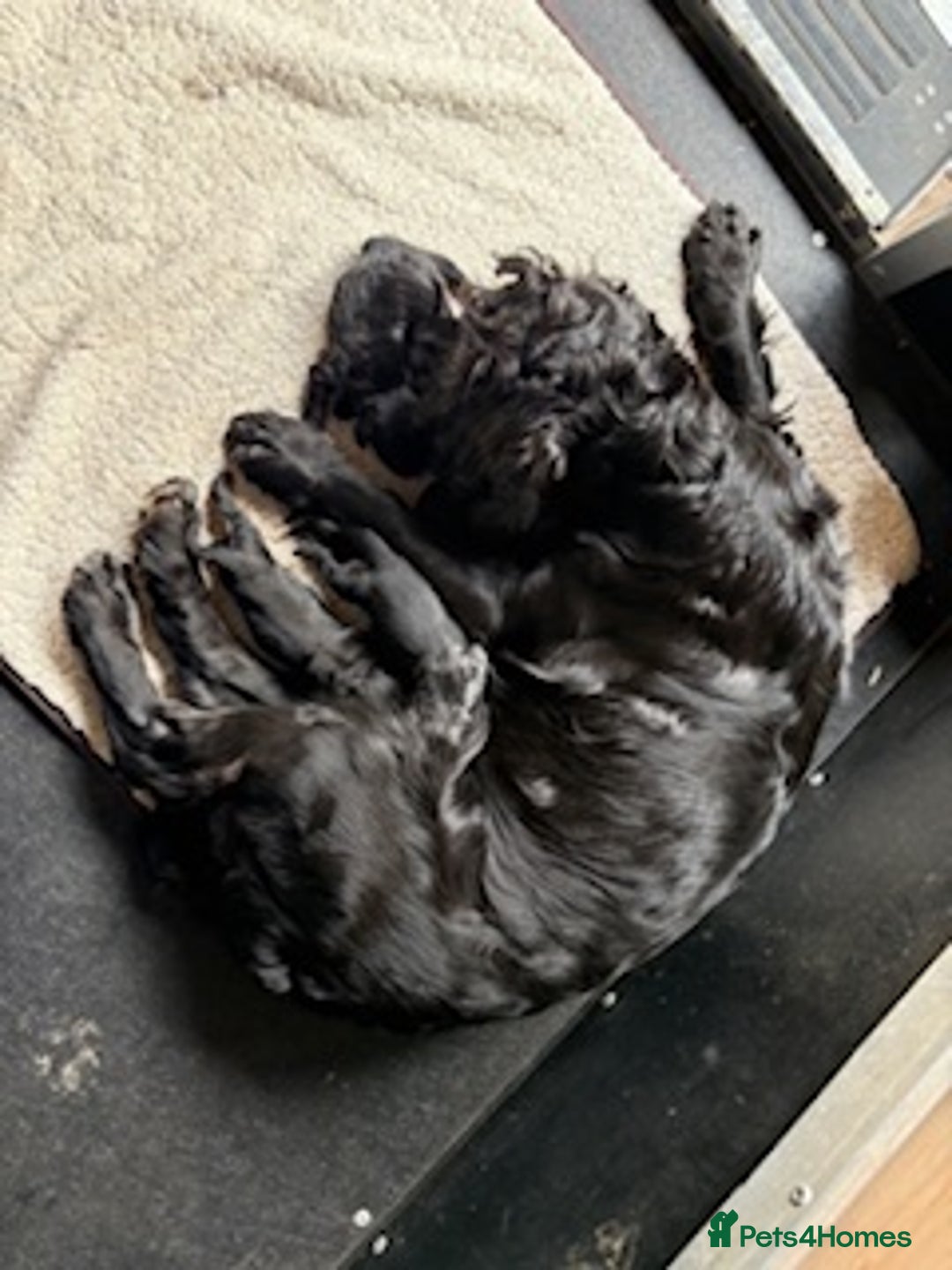Cocker Spaniel dogs for sale: Black Cocker Spaniel Pups - Image 3
