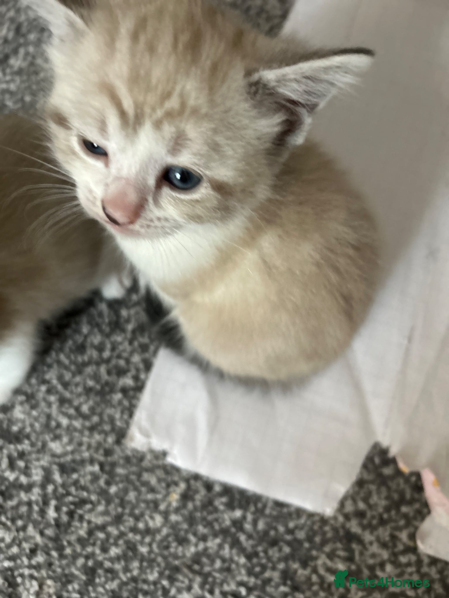 Mixed Breed cats for sale:  fluffy ragdoll mix kittens for sale  in Portsmouth - Advert 2