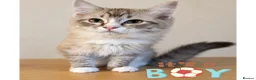 Ragdoll cats for sale: Ragdoll & Ragdoll cross kittens - Advert 6