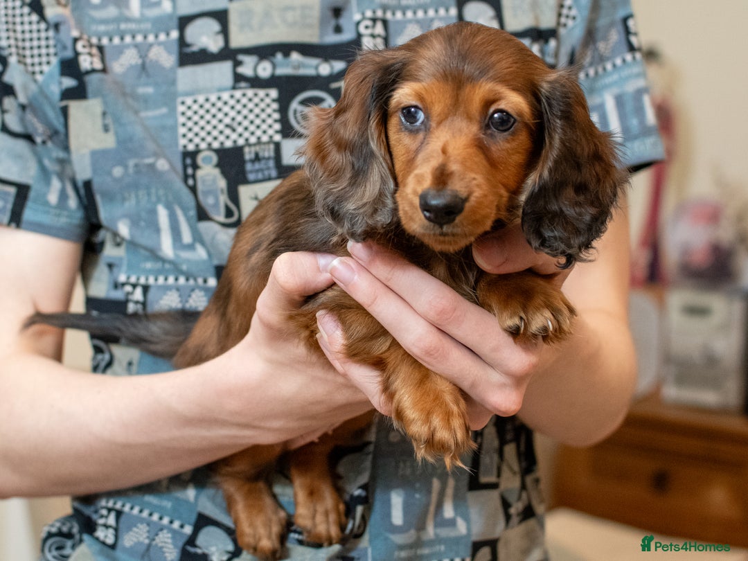 Miniature Dachshund dogs for sale:  Miniature Long-Haired Dachshund Puppies–Red Merle - Advert 28