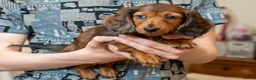 Miniature Dachshund dogs for sale:  Miniature Long-Haired Dachshund Puppies–Red Merle - Advert 40