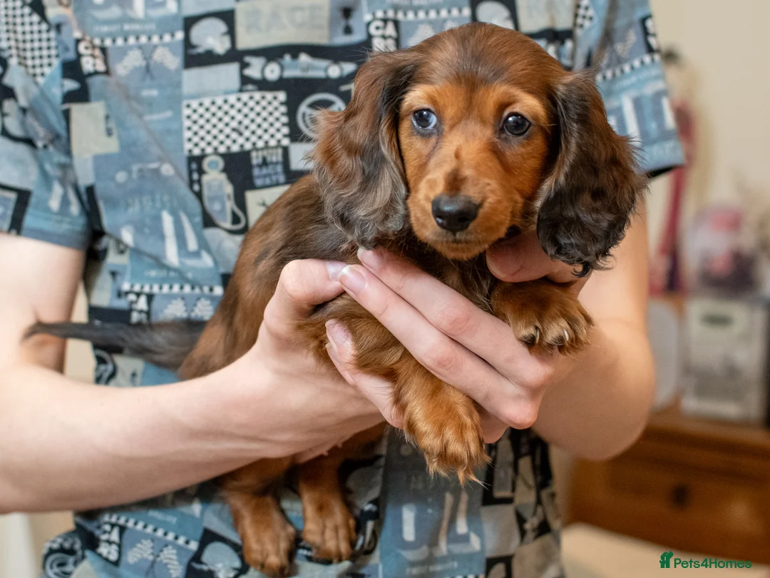 Miniature Dachshund dogs for sale:  Miniature Long-Haired Dachshund Puppies–Red Merle - Advert 40