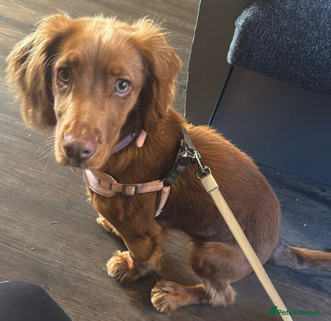 Cocker Spaniel dogs for sale: Female Cocker Spaniel - Image 1