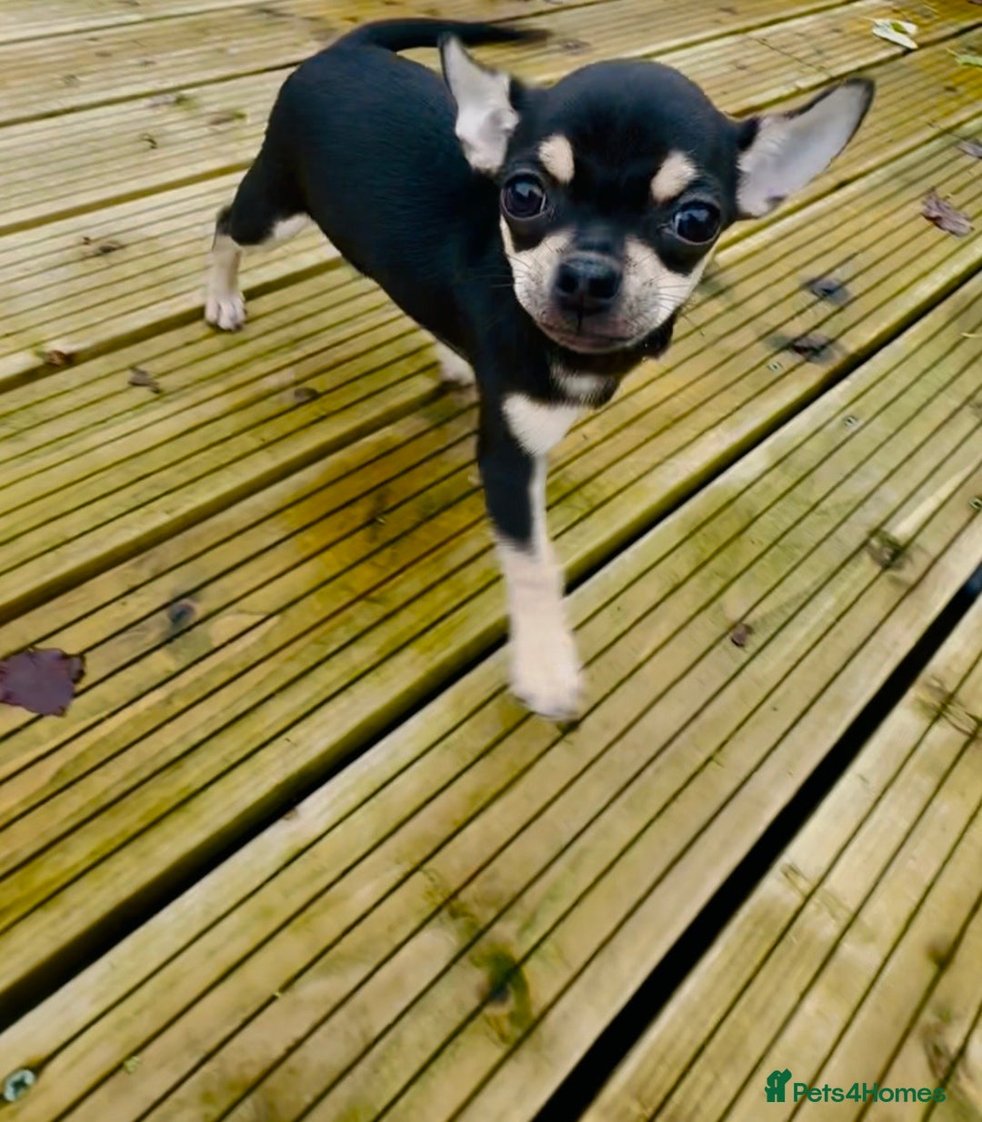 Chihuahua dogs for sale: KC Chihuahuas 🇬🇧 bloodline 5 🌟 - Advert 1