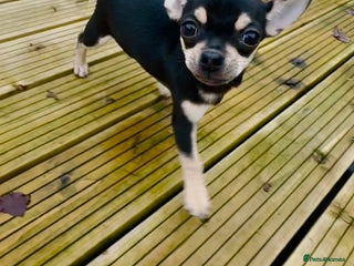 Chihuahua dogs KC Chihuahuas 🇬🇧 bloodline 5 🌟 - Advert 13