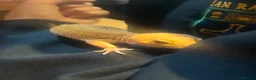 Gecko reptiles for sale: Leopard Gecko in Stockton-on-Tees - Advert 3