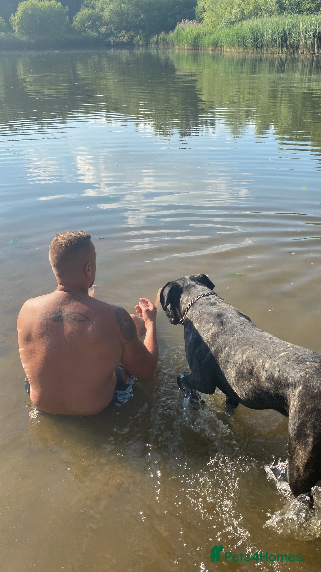 Cane Corso dogs for sale: Bruno  - Advert 6