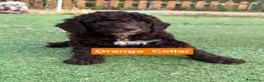 Cockapoo 5