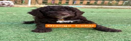 Cockapoo dogs for sale: Cockapoo Puppies  - Advert 6