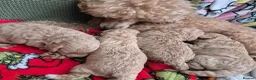 Miniature Poodle dogs for sale: Sweet Mini Poodles Ready for Homes 3 Male 1 Female in Stockport - Advert 5