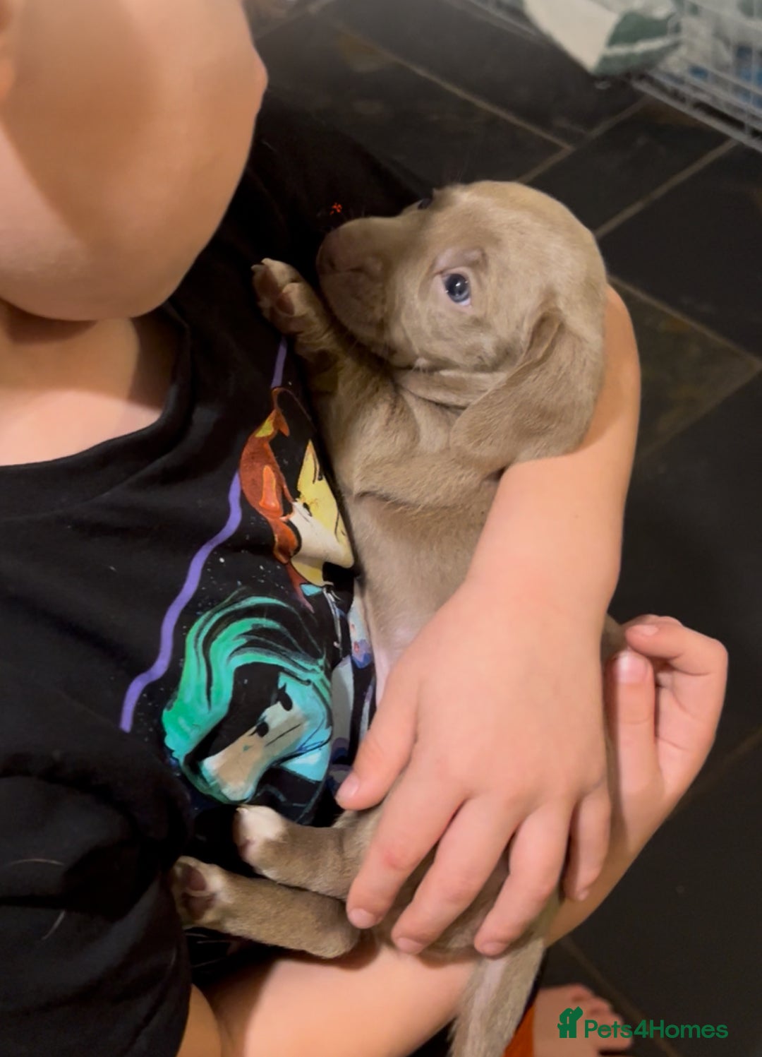 Miniature Dachshund dogs for sale: ✨ THE LAST BEAUTIFULLY BRED KC REG GIRL  - Image 15