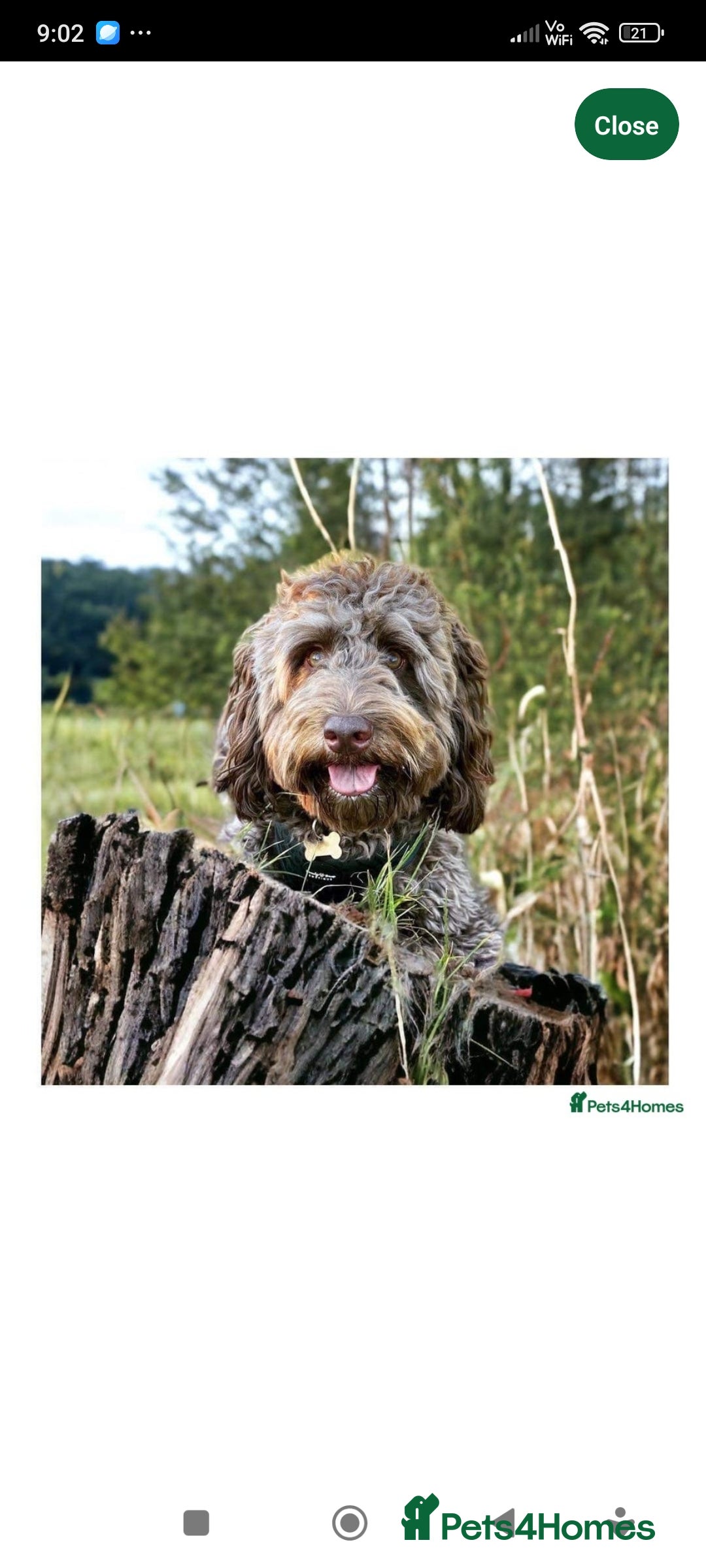 Cockapoo dogs for sale: Stunning cockapoo puppies  - Image 9