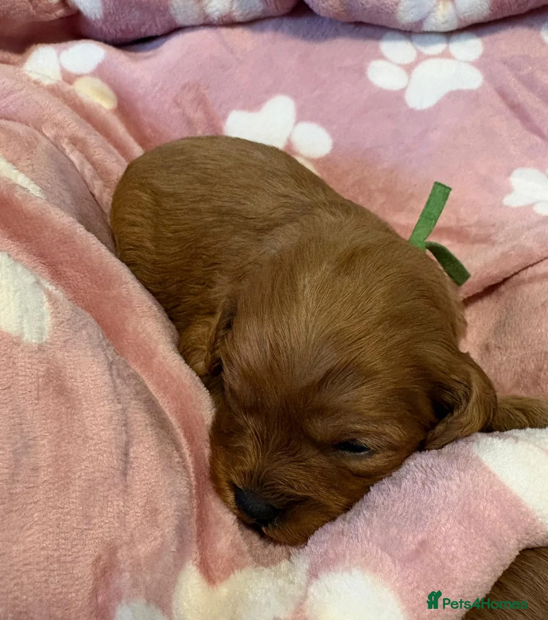 Cavapoo dogs for sale: Beautiful f1 cavapoo puppies - Advert 4