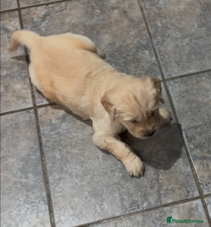 Golden Retriever dogs Two Boy puppies for sale - Advert 8