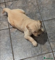 Golden Retriever dogs Two Boy puppies for sale - Advert 4