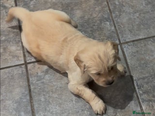 Golden Retriever dogs Two Boy puppies for sale - Advert 1