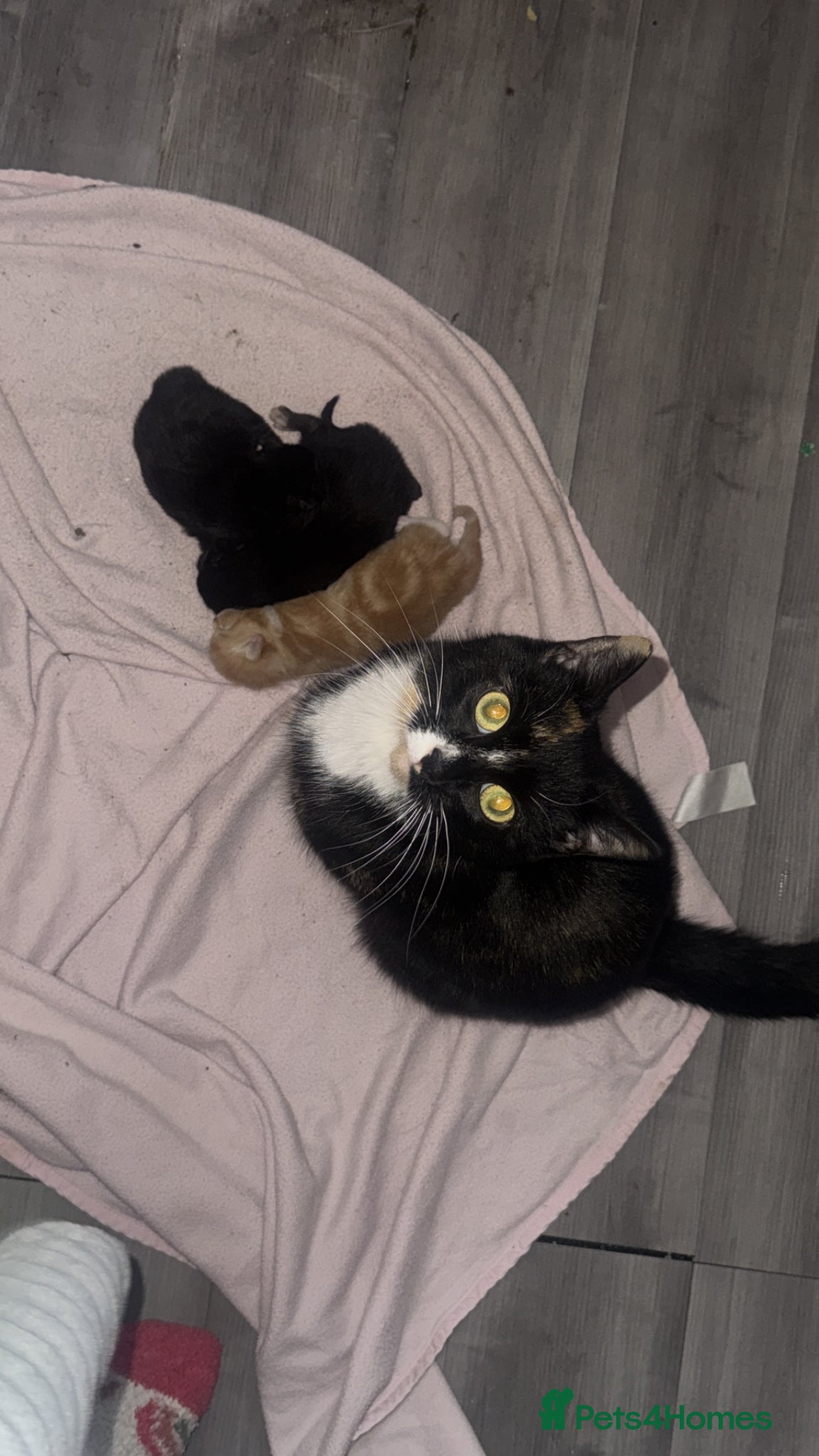 Mixed Breed cats Kittens - Advert 16