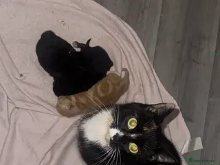 Mixed Breed cats Kittens - Advert 16