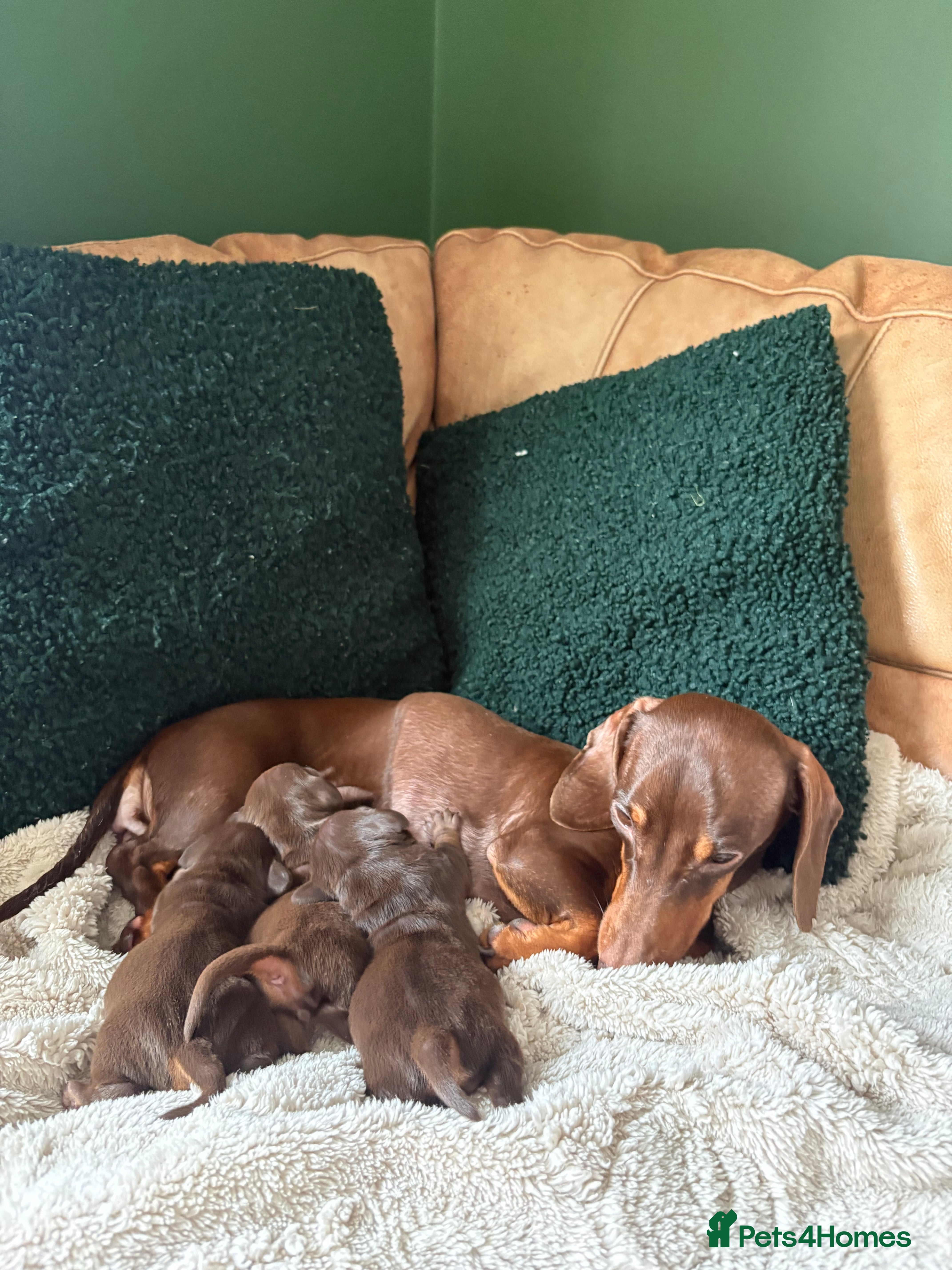 Miniature Dachshund dogs Miniature dachshund puppies  in Bridgwater - Advert 1