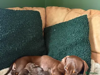 Miniature Dachshund dogs Miniature dachshund puppies in Bridgwater - Advert 1
