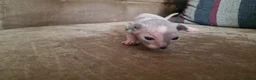 Sphynx cats for sale: Beautiful Sphynx Kittens  in Ferndale - Advert 3