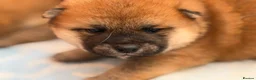 Japanese Shiba Inu dogs for sale: Japanese Shiba Inu Puppies Parents Health Tested - Advert 18